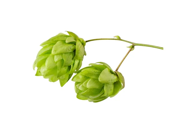 houblon