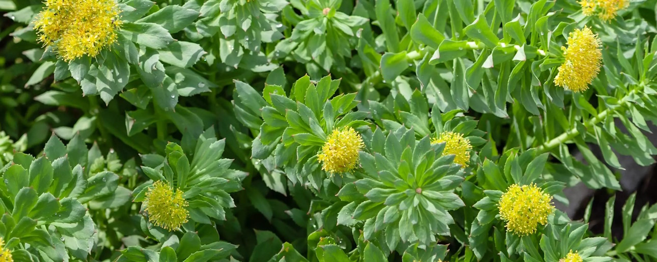 Fleur Rhodiola