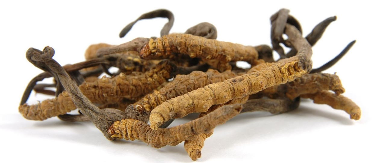 Cordyceps