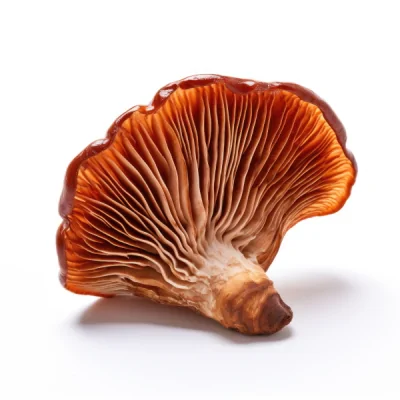 reishi