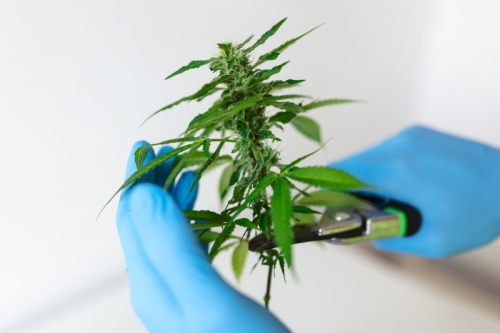 cbd coupe cbd coupe
