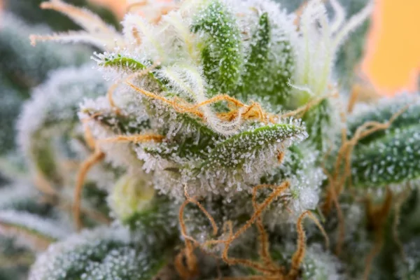 trichomes