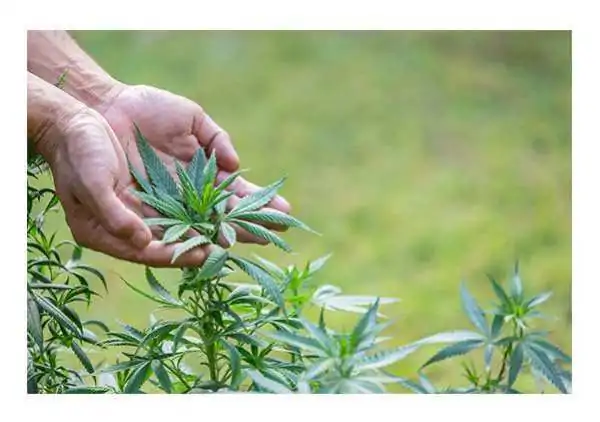 Chanvre : Dfinition, Origines et Utilisations | CBD'EAU