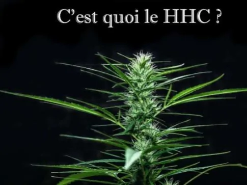 Le HHC ce cannabinoïde qui fait parler de lui