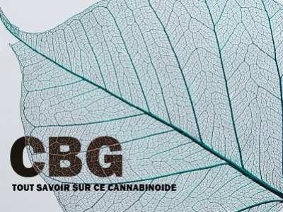 CBG : découvrez le cannabigérol et ses caractéristiques !