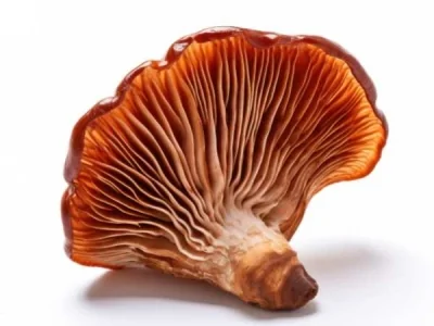 ZOOM SUR LA SYNERGIE CBD ET CHAMPIGNONS ADAPTOGÈNES