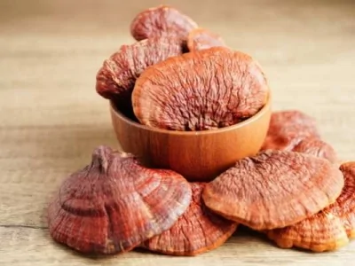 REISHI : LE CHAMPIGNON DE L'IMMORTALITÉ