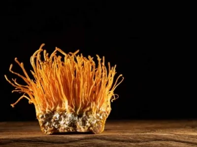 À LA DÉCOUVERTE DU CORDYCEPS : UN SUPER CHAMPIGNON !