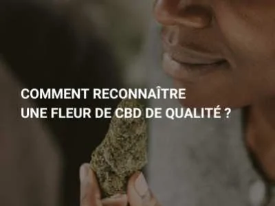 COMMENT RECONNAÎTRE UNE FLEUR DE CBD DE QUALITÉ ? 