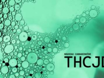 THCjd : un cannabinoïde 20 fois plus fort que le THC !