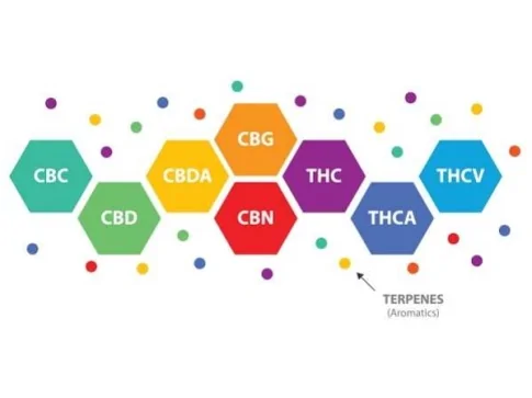 Découvrez la différence entre CBD broad spectrum et CBD full spectrum