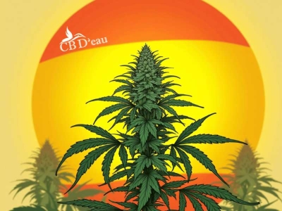 Cannabis Médical en Espagne 2025 : Le Guide Complet (Loi & CBD)