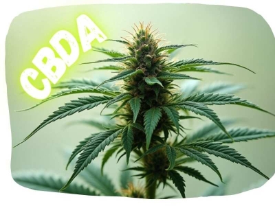 CBDA : Découvrez ce cannabinoïde précurseur du CBD et ses propriétés uniques
