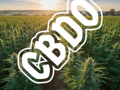 CBDO (Cannabidiorcol) : Le Cannabinoïde Méconnu aux Propriétés Surprenantes