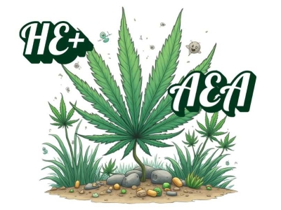 HE+ et AEA : Tout Comprendre sur les Résines CBD Enrichies