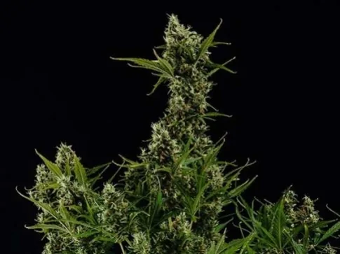 Haze : Découvrez cette variété de CBD !