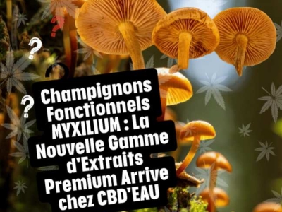 Champignons Fonctionnels MYXILIUM : La Nouvelle Gamme d'Extraits Premium
