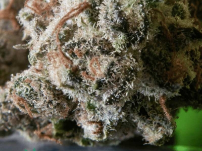 Acheter des Fleurs CBD en Gros ou au Kilogramme : Ce que CBD'eau Propose en 2026