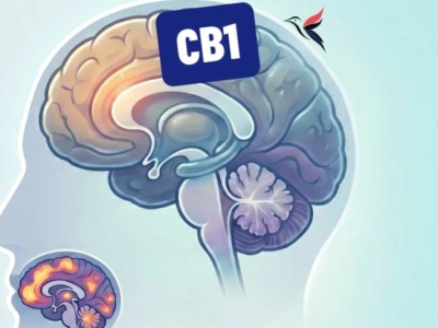 Récepteur CB1 : rôle, localisation et interaction avec le CBD et le THC