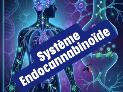 Système endocannabinoïde : rôle, fonctionnement et interaction avec le CBD