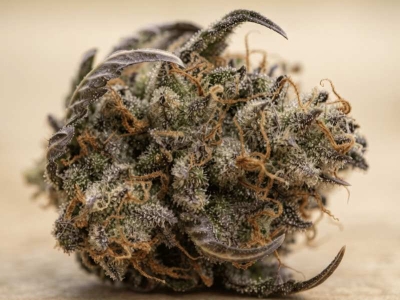 Fleur CBD bio