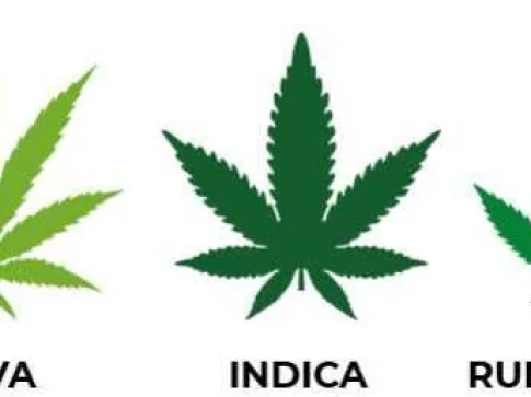 Les différentes variétés de cannabis