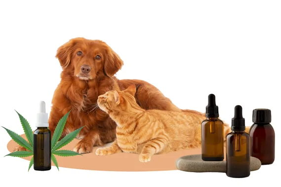 CBD ANIMAUX